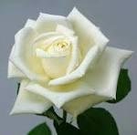 Foto de ZULMIRA ALVES SANTOS