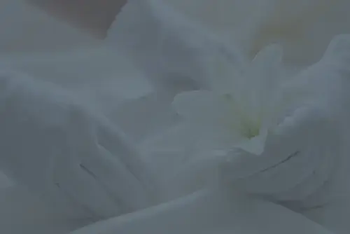 Preparação e Tanatopraxia